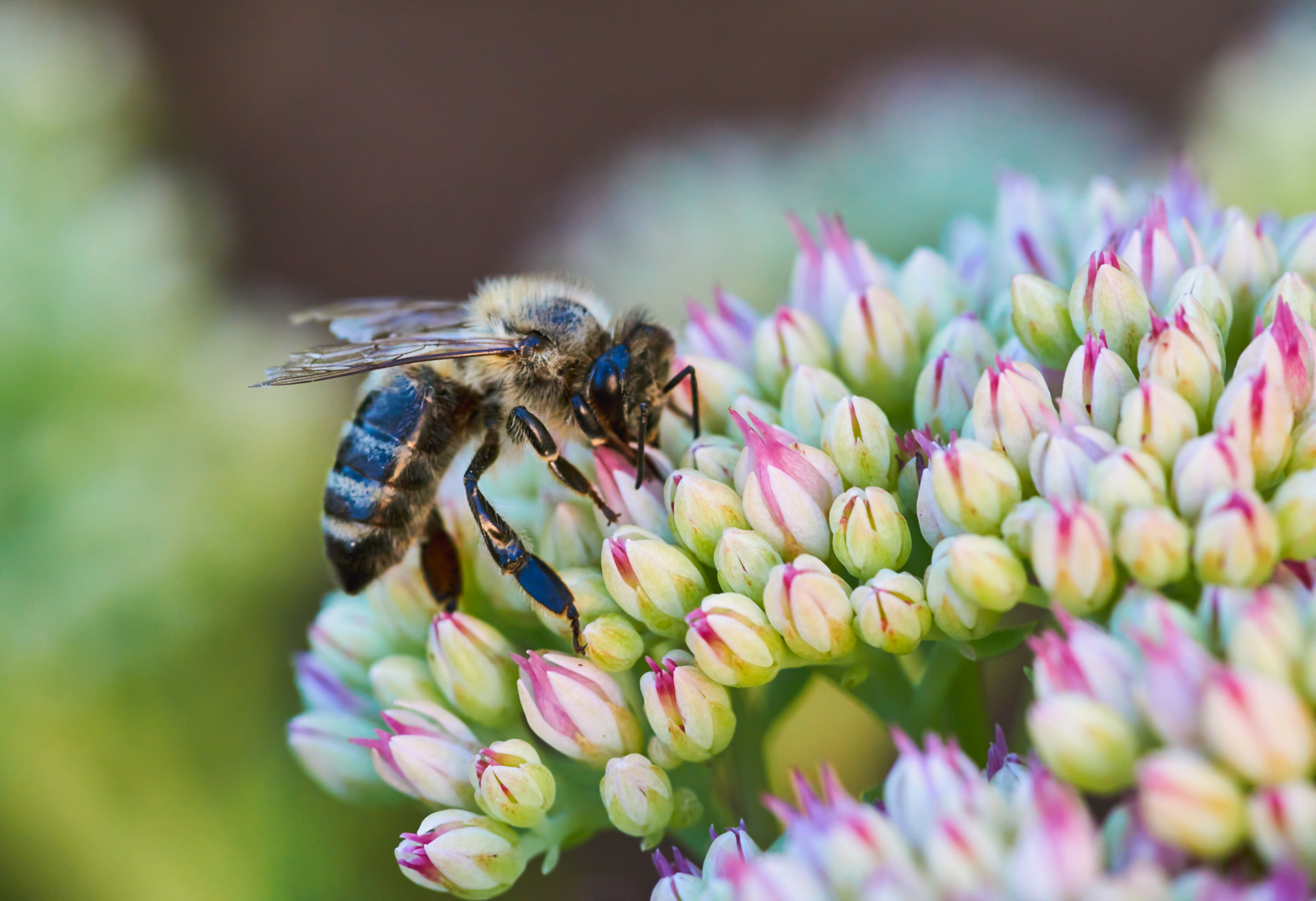 Bienchen an der Fetthenne.