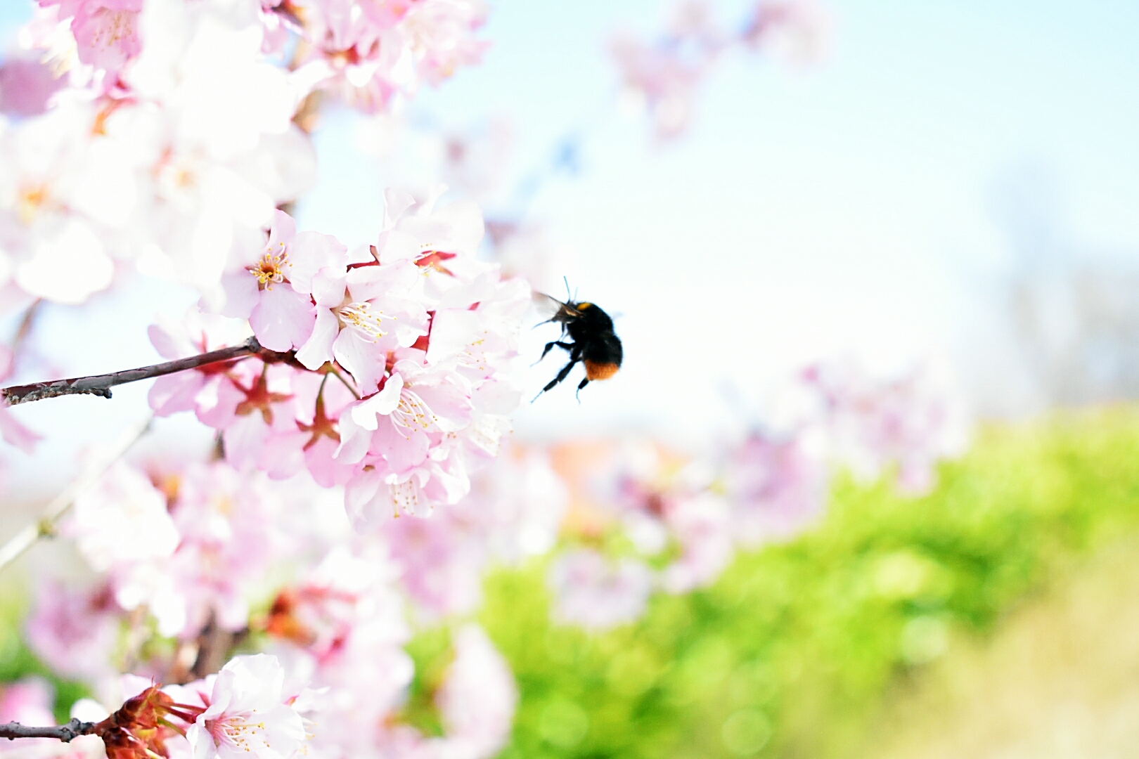 Bienchen an der japanischen Zierkirschblüte