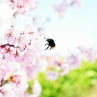 Bienchen an der japanischen Zierkirschblüte