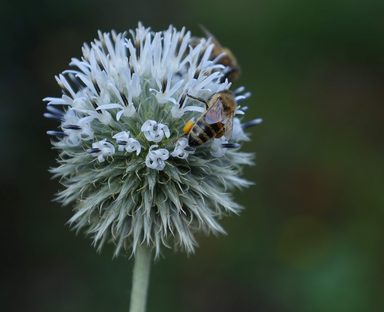 Bienchen an der Kugeldistel