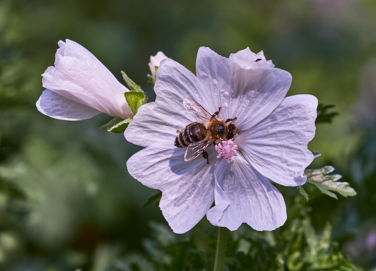 Bienchen an der Malve