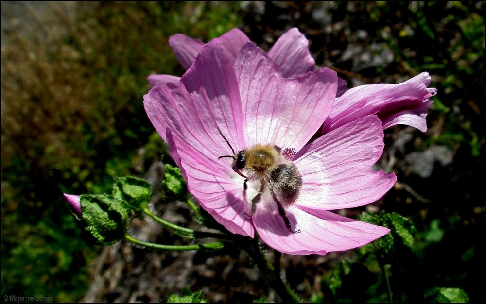 Bienchen an der Tankstelle...