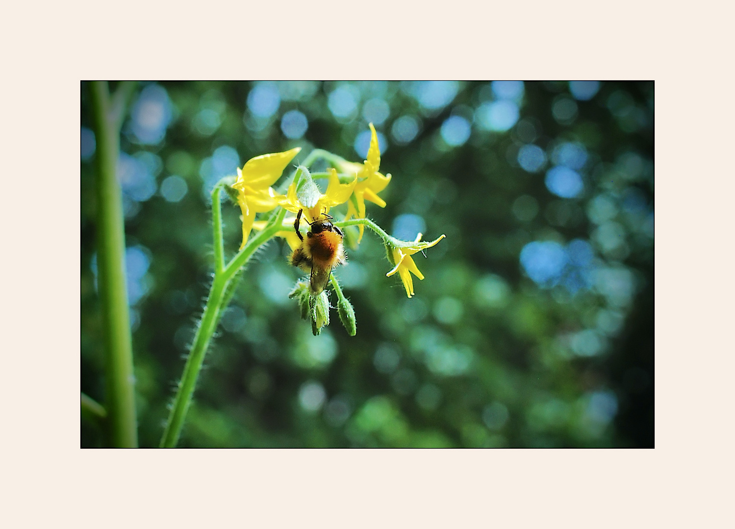 Bienchen an der Tomate