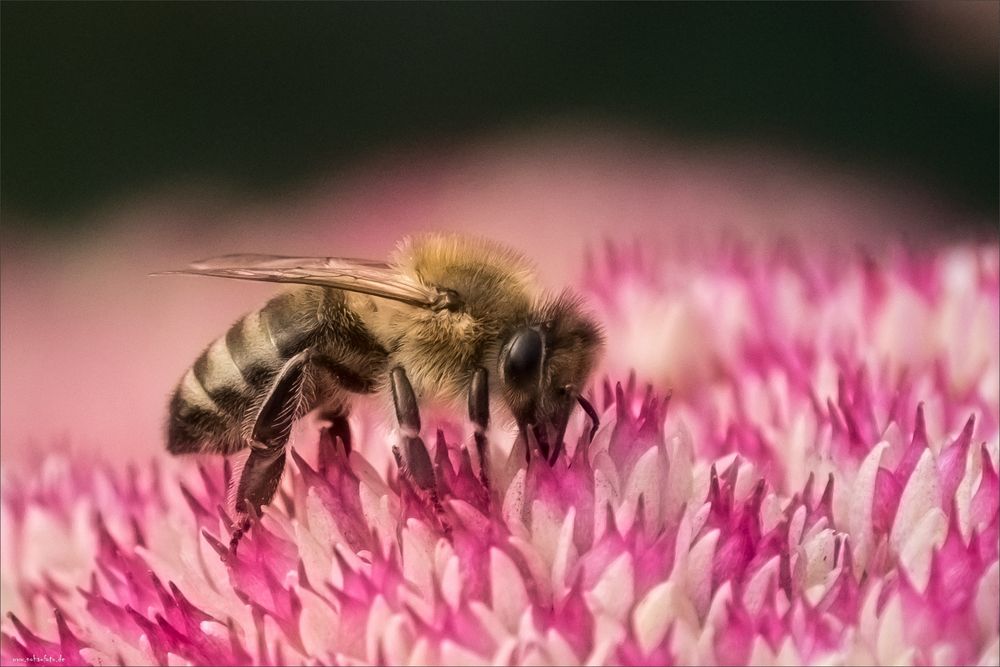 Bienchen an fetter Henne