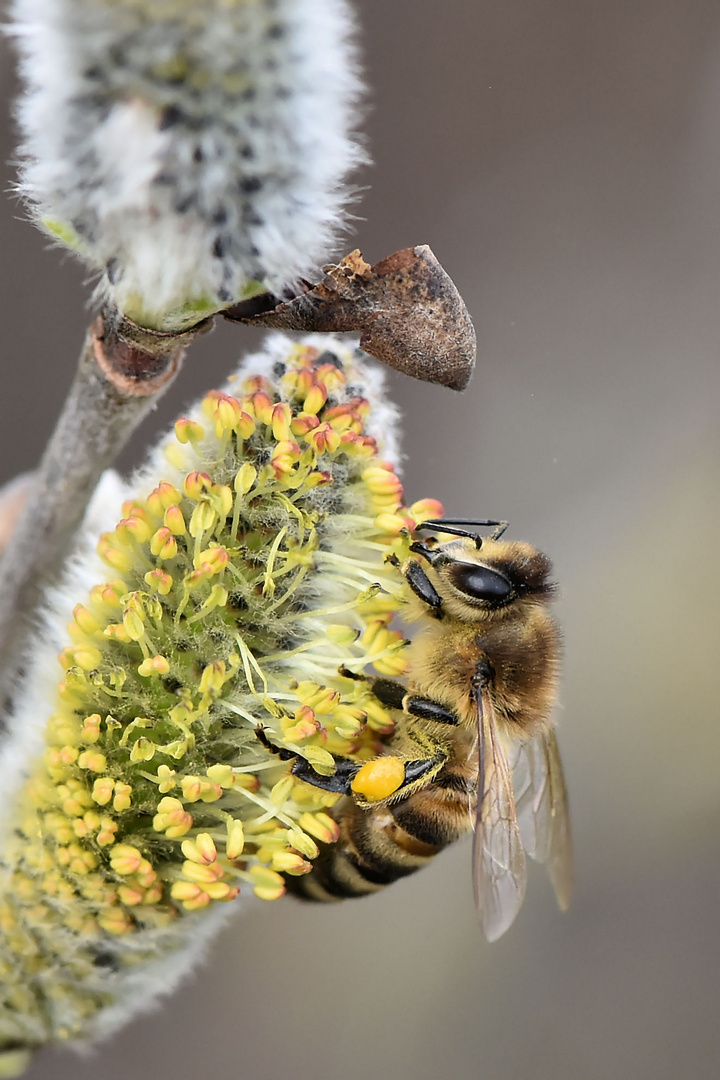 Bienchen an Kätzchen