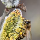 Bienchen an Kätzchen