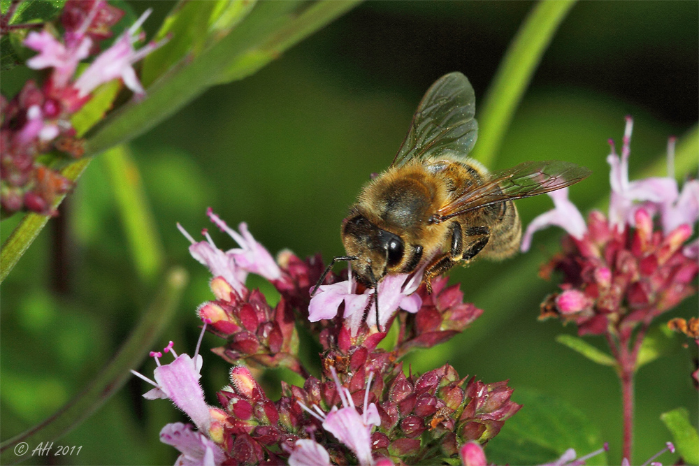 Bienchen an Pfefferminze