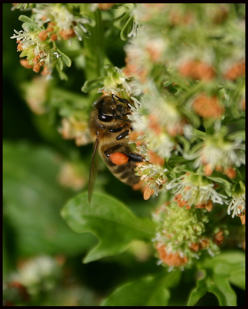 Bienchen an Reseda 3