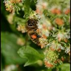 Bienchen an Reseda 3