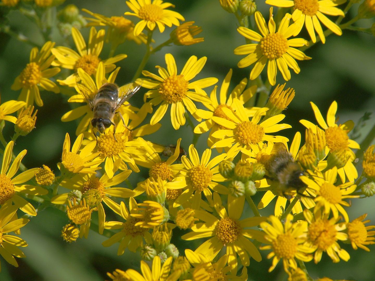 Bienchen an Sommerblüten