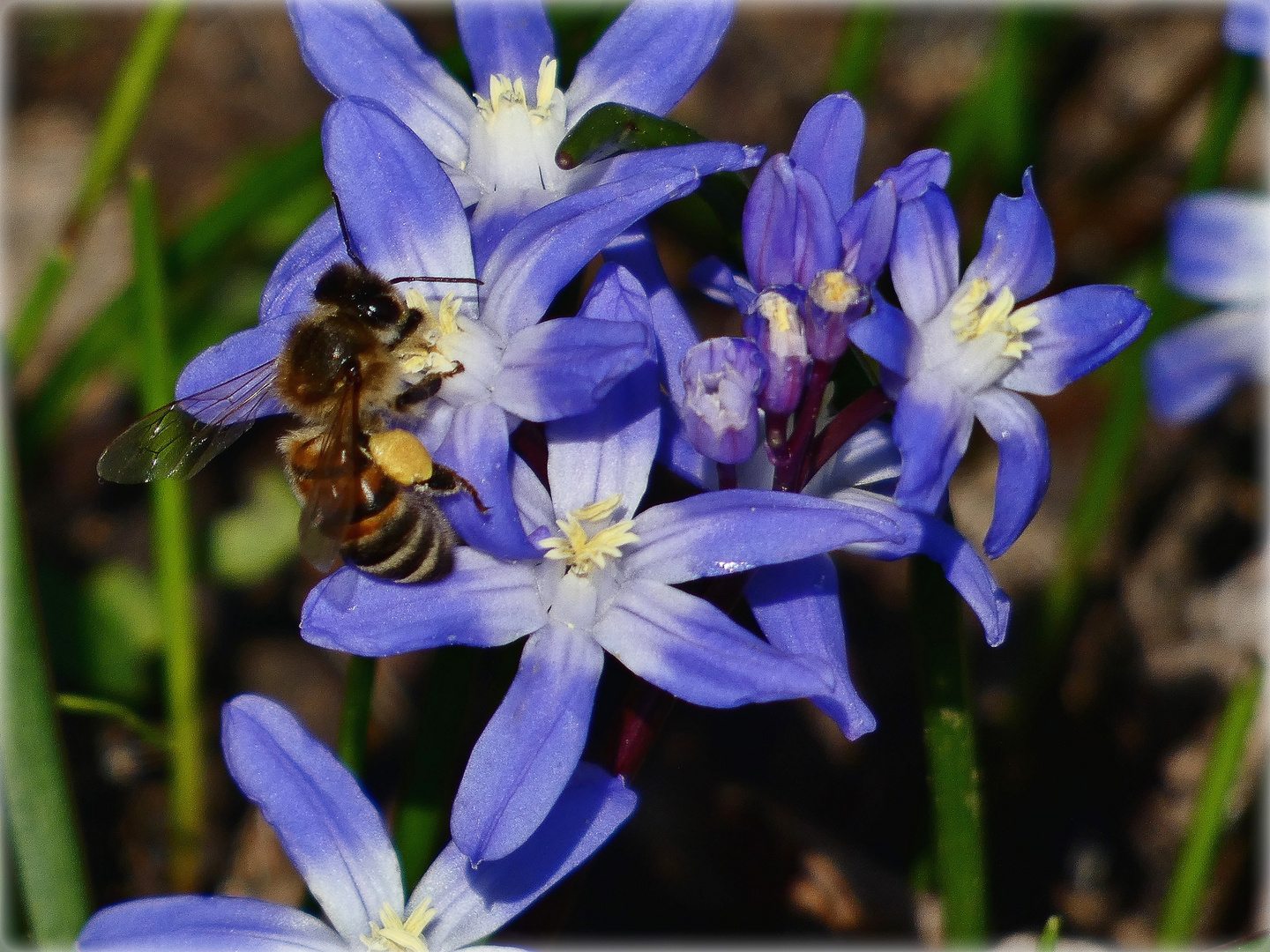 Bienchen an Sternhyazinthen 