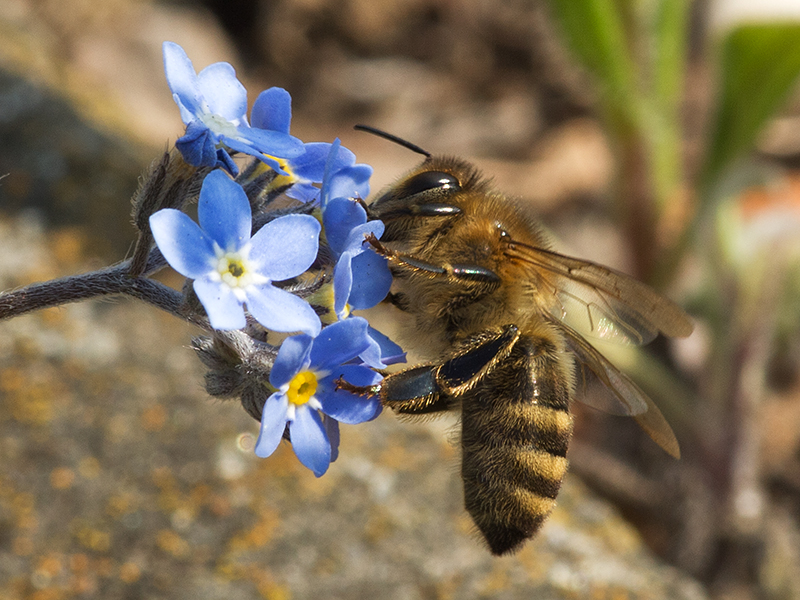 Bienchen an Vergißmeinicht