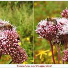 Bienchen an Wasserdost ( auch Wasserhanf genannt)