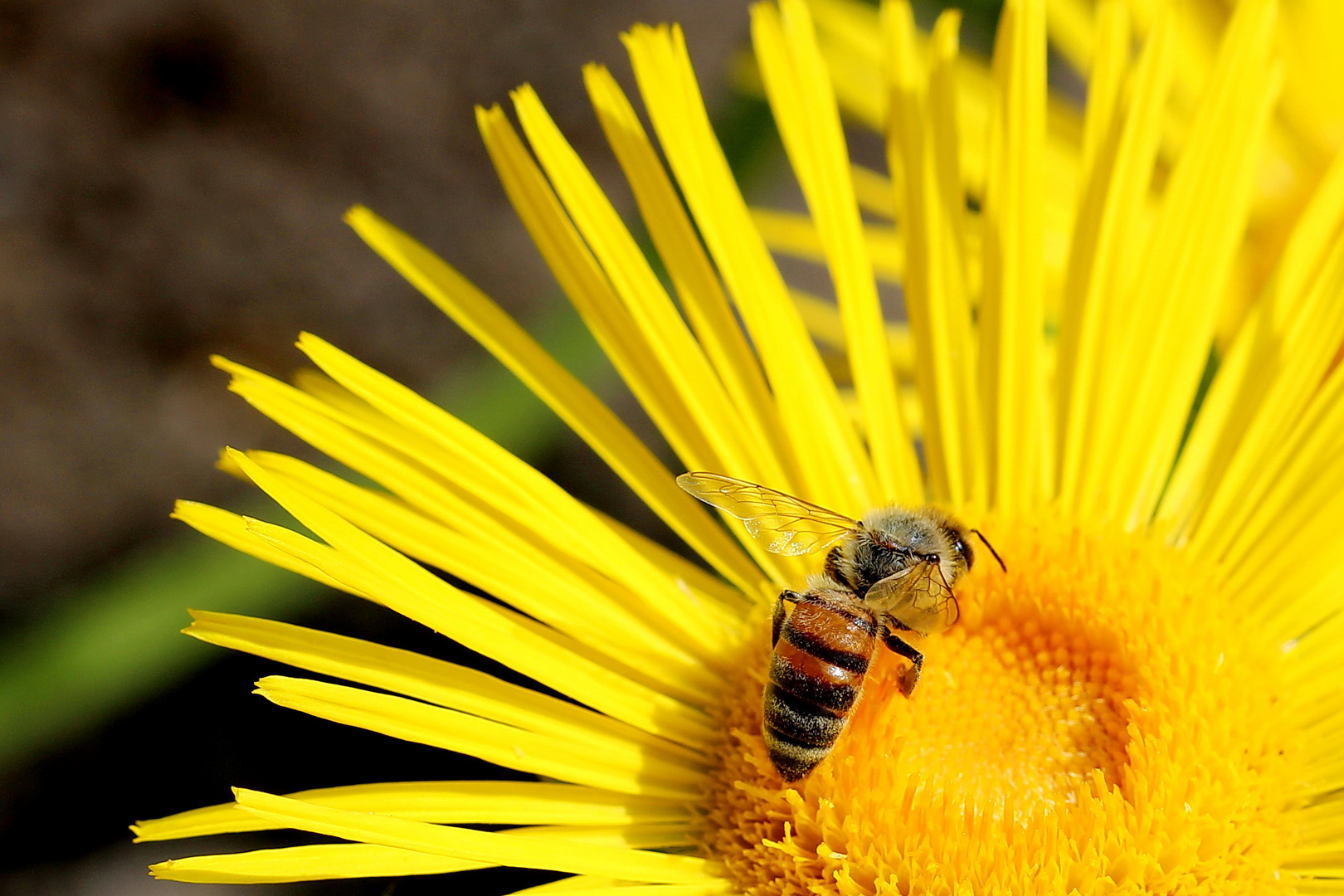 Bienchen auf Alant