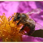 Bienchen auf Beutezug