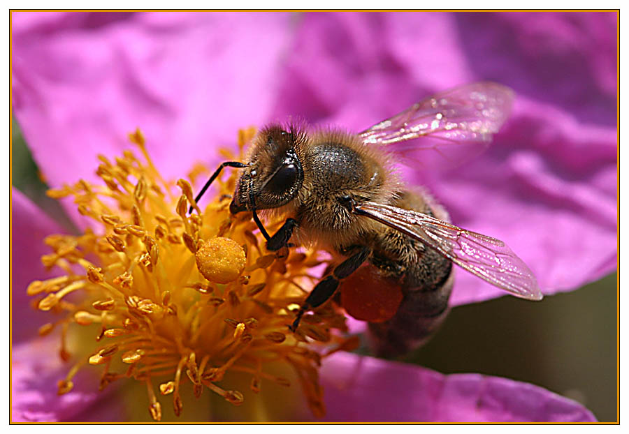 Bienchen auf Beutezug