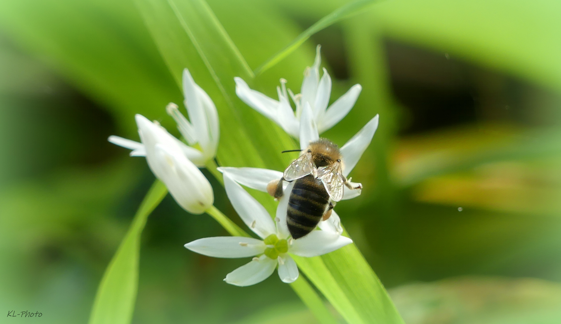 Bienchen auf blühendem Bärlauch