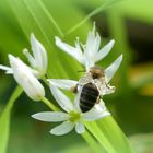 Bienchen auf blühendem Bärlauch