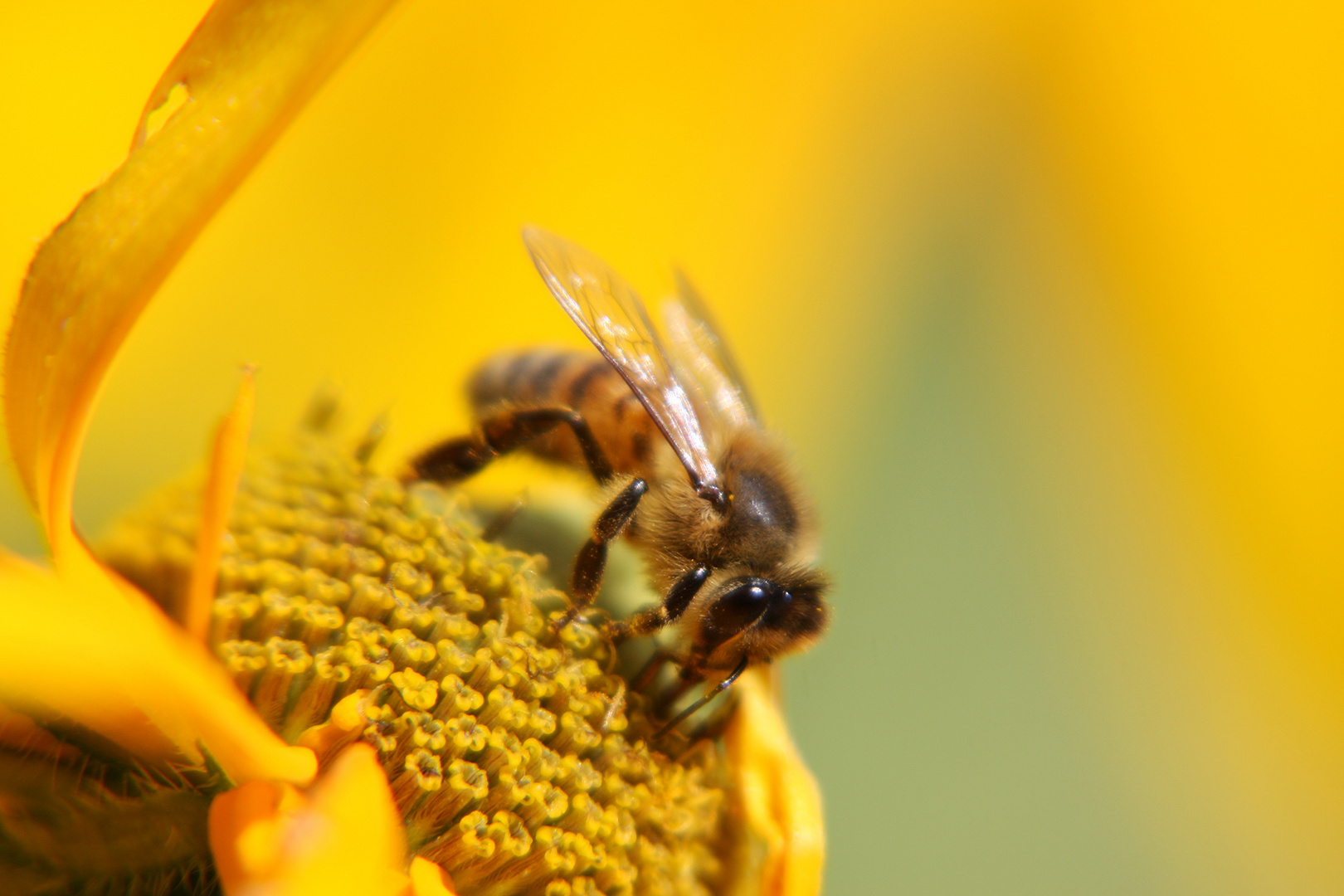 Bienchen auf Blümchen ...