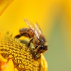 Bienchen auf Blümchen ...