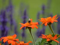 Bienchen auf Blümchen 1