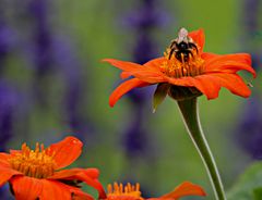 bienchen auf bluemchen 1b