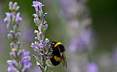 Bienchen auf Bluemchen 2