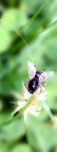 biEnchEn auF blÜmchEn