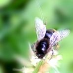 biEnchEn auF blÜmchEn