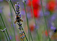 Bienchen auf Bluemchen 3