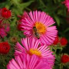 Bienchen auf Blümchen