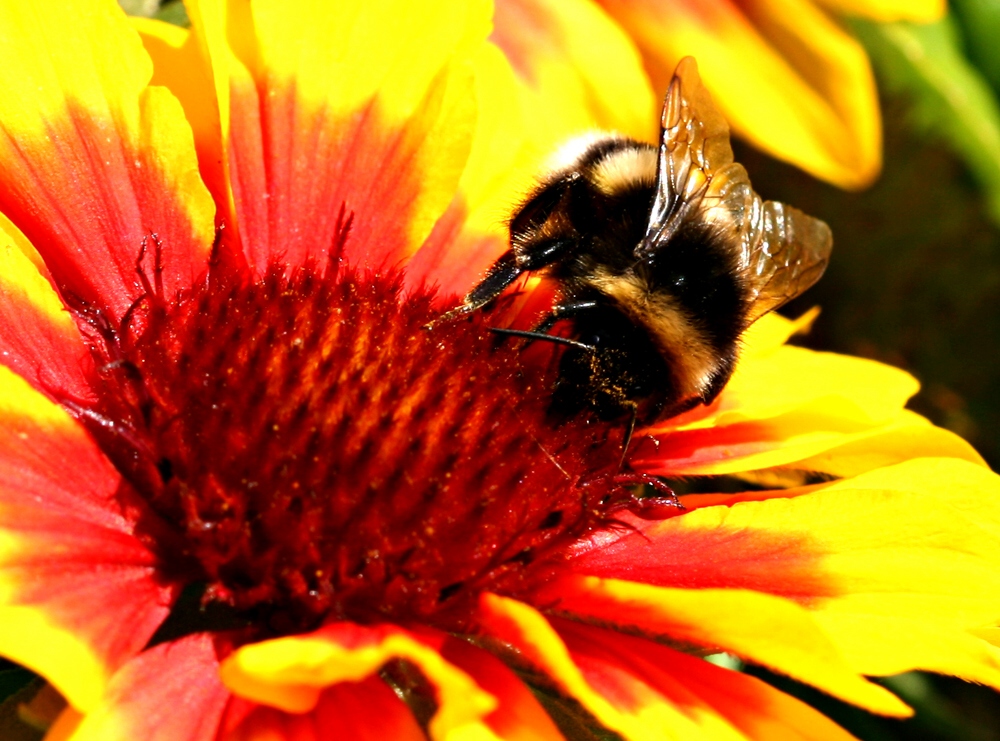 Bienchen auf Bluemchen 4