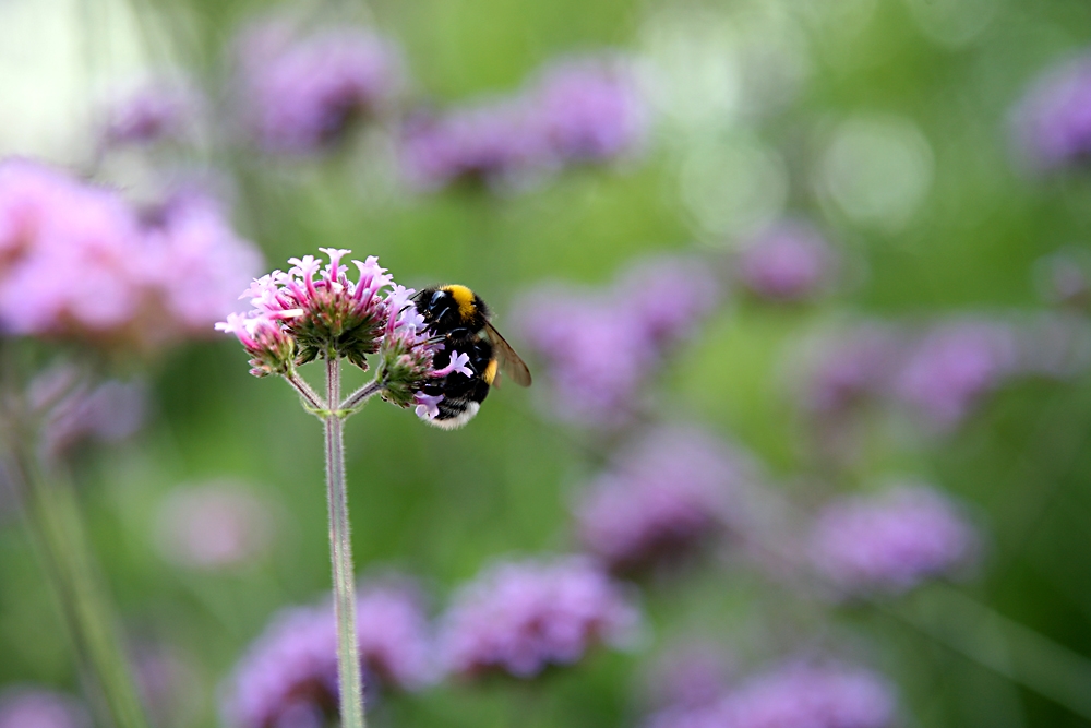 Bienchen auf Bluemchen 4