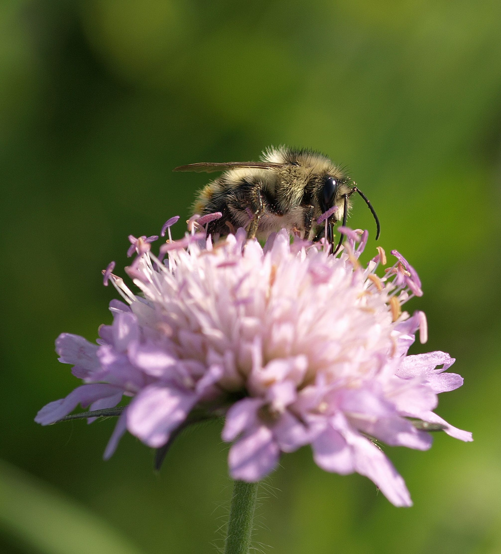 Bienchen auf Blümchen