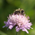 Bienchen auf Blümchen