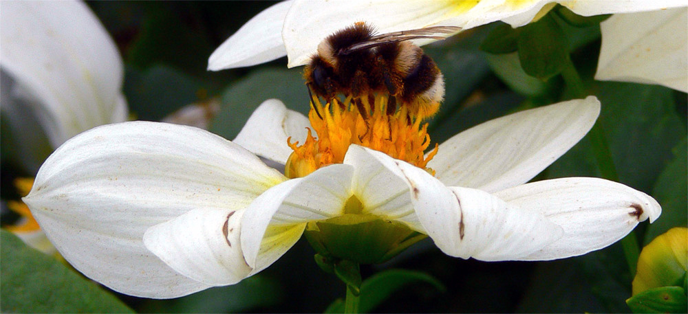 Bienchen auf Blümchen