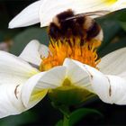 Bienchen auf Blümchen