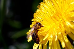 Bienchen auf Bluemchen 5