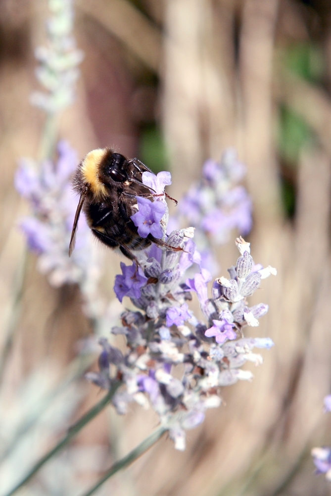 Bienchen auf Bluemchen 6