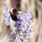 Bienchen auf Bluemchen 6