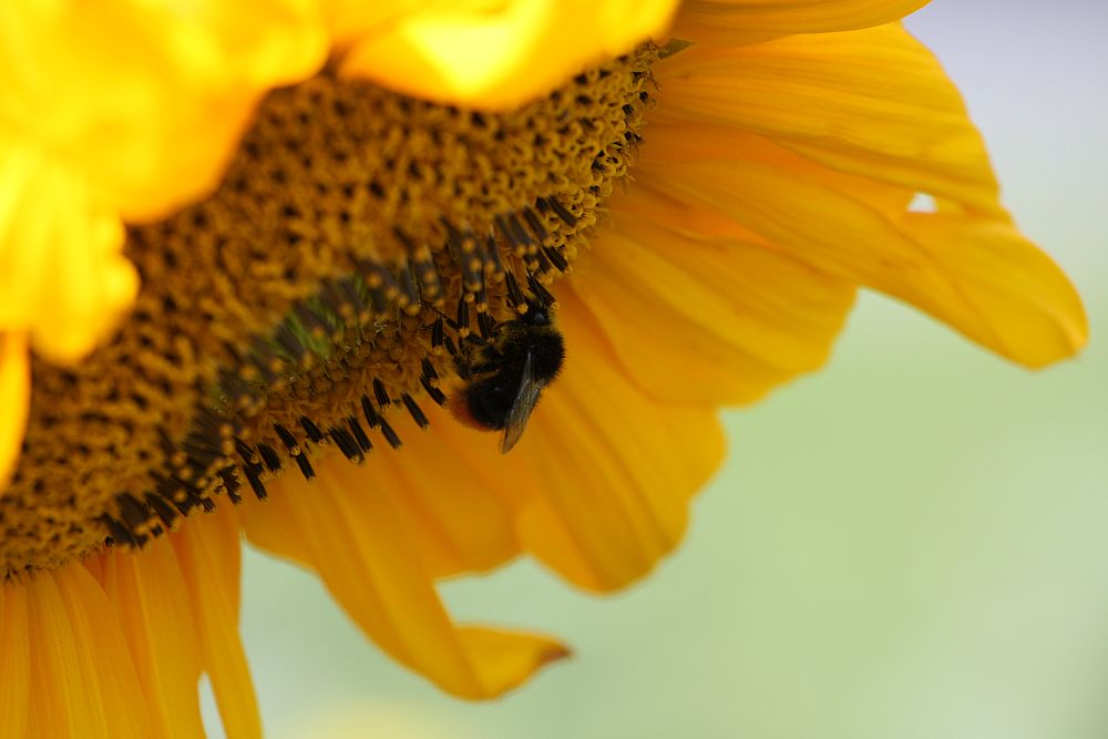 Bienchen auf Blümchen