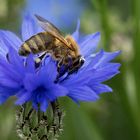 Bienchen auf Blümchen