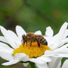 Bienchen auf Blümchen