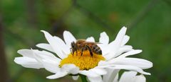 Bienchen auf Blümchen