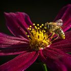 Bienchen auf Blümchen