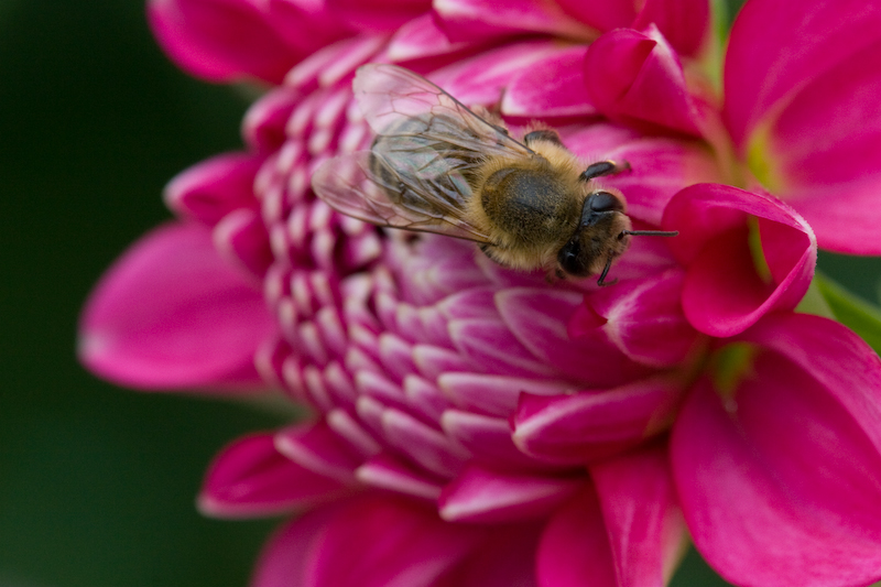 Bienchen auf Blümchen