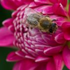 Bienchen auf Blümchen