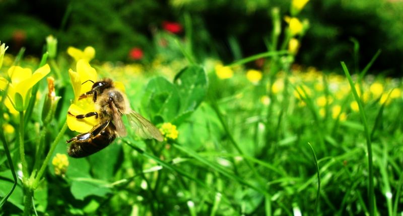 Bienchen auf Blümchen