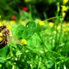 Bienchen auf Blümchen