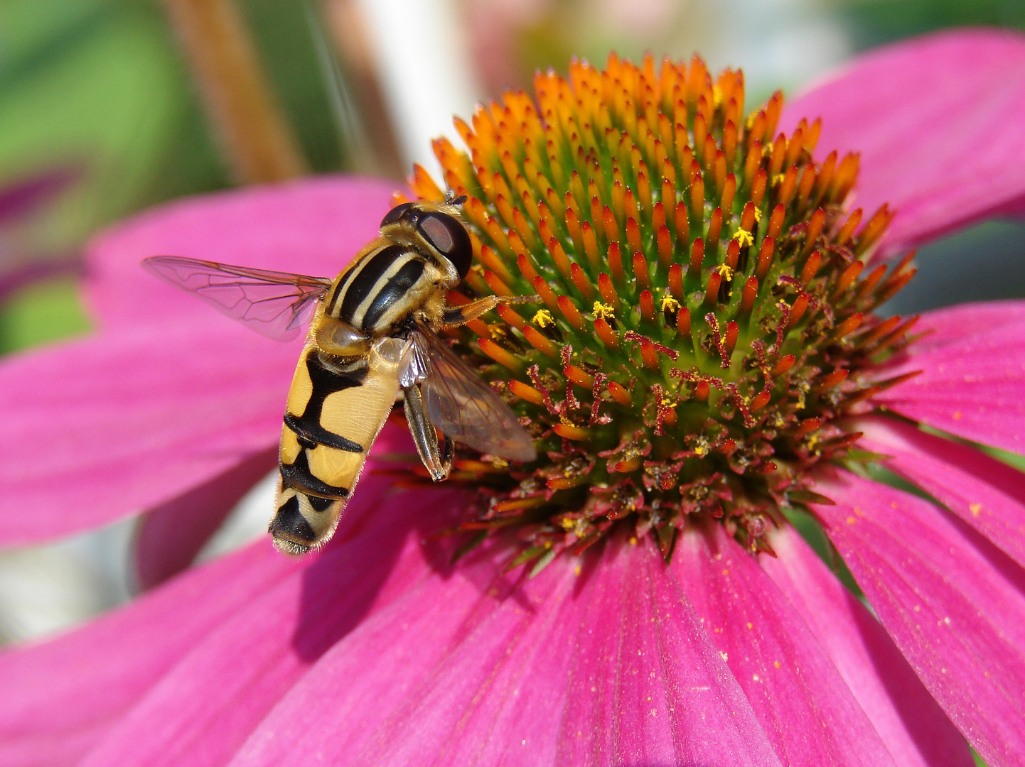 Bienchen auf Blümchen